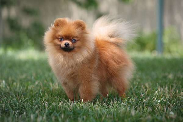 在沒有養(yǎng)狗經(jīng)驗(yàn)的情況下養(yǎng)狗確實(shí)需要慎重的考慮，