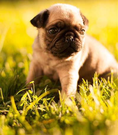 在沒有養(yǎng)狗經(jīng)驗(yàn)的情況下養(yǎng)狗確實(shí)需要慎重的考慮，