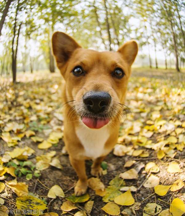 在沒有養(yǎng)狗經(jīng)驗(yàn)的情況下養(yǎng)狗確實(shí)需要慎重的考慮，